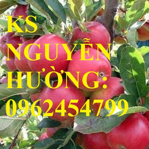 1 Địa chỉ cung cấp cây giống táo tây ruột đỏ, cây giống chuẩn chất lượng cho năng suất cao 1 Địa chỉ cung cấp cây giống táo tây ruột đỏ, cây giống chuẩn chất lượng cho năng suất cao