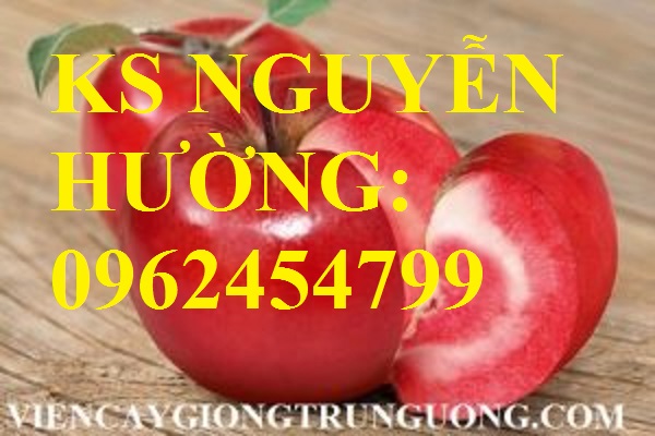 2 Địa chỉ cung cấp cây giống táo tây ruột đỏ, cây giống chuẩn chất lượng cho năng suất cao 2 Địa chỉ cung cấp cây giống táo tây ruột đỏ, cây giống chuẩn chất lượng cho năng suất cao
