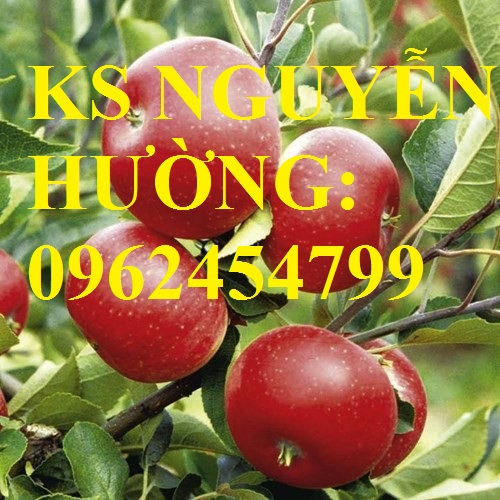 3 Địa chỉ cung cấp cây giống táo tây ruột đỏ, cây giống chuẩn chất lượng cho năng suất cao 3 Địa chỉ cung cấp cây giống táo tây ruột đỏ, cây giống chuẩn chất lượng cho năng suất cao