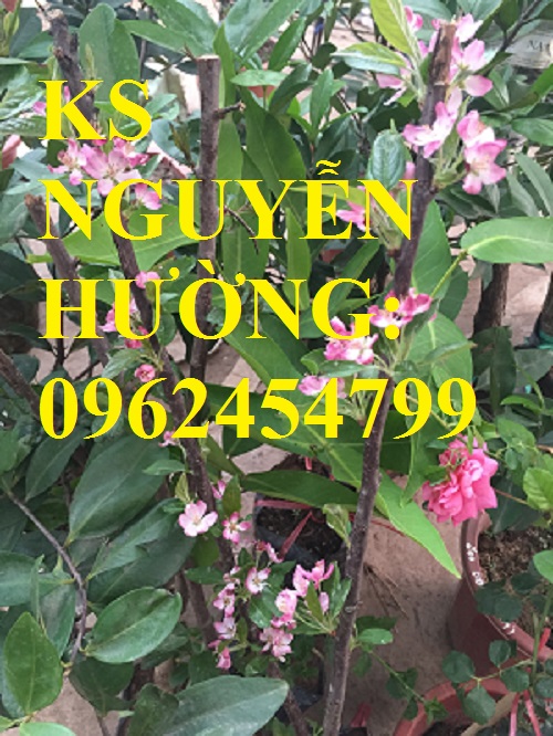 4 Địa chỉ cung cấp cây giống táo tây ruột đỏ, cây giống chuẩn chất lượng cho năng suất cao 4 Địa chỉ cung cấp cây giống táo tây ruột đỏ, cây giống chuẩn chất lượng cho năng suất cao