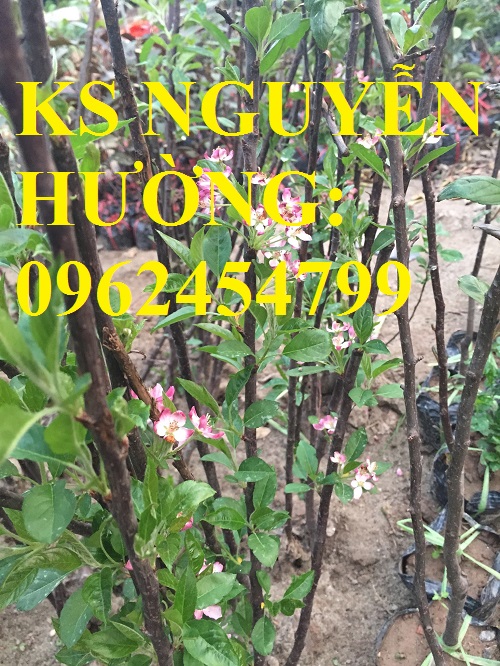 5 Địa chỉ cung cấp cây giống táo tây ruột đỏ, cây giống chuẩn chất lượng cho năng suất cao 5 Địa chỉ cung cấp cây giống táo tây ruột đỏ, cây giống chuẩn chất lượng cho năng suất cao