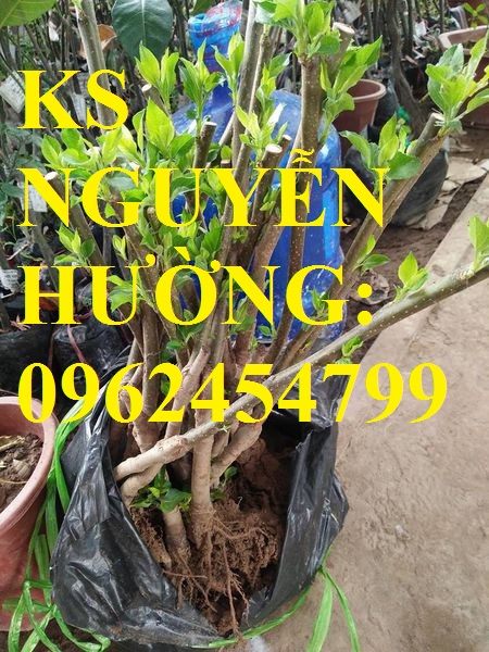 6 Địa chỉ cung cấp cây giống táo tây ruột đỏ, cây giống chuẩn chất lượng cho năng suất cao 6 Địa chỉ cung cấp cây giống táo tây ruột đỏ, cây giống chuẩn chất lượng cho năng suất cao