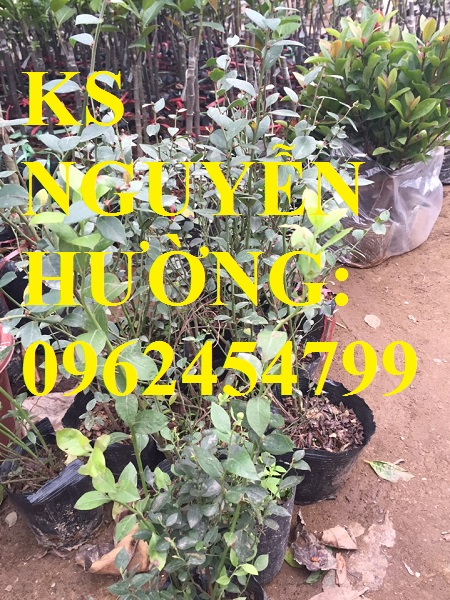 1 Địa chỉ chuyên cung cấp cây giống việt quất, hướng dẫn cách trồng và chăm sóc cây việt quất