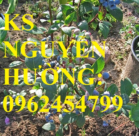 2 Địa chỉ chuyên cung cấp cây giống việt quất, hướng dẫn cách trồng và chăm sóc cây việt quất