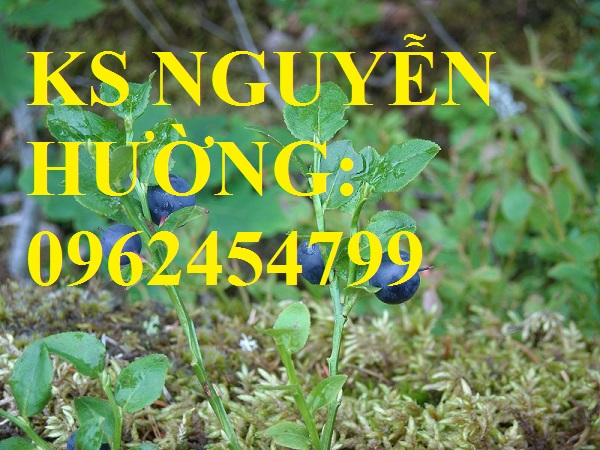 3 Địa chỉ chuyên cung cấp cây giống việt quất, hướng dẫn cách trồng và chăm sóc cây việt quất