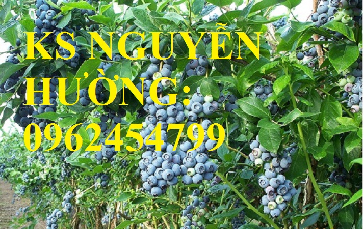 4 Địa chỉ chuyên cung cấp cây giống việt quất, hướng dẫn cách trồng và chăm sóc cây việt quất
