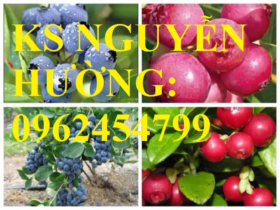 5 Địa chỉ chuyên cung cấp cây giống việt quất, hướng dẫn cách trồng và chăm sóc cây việt quất