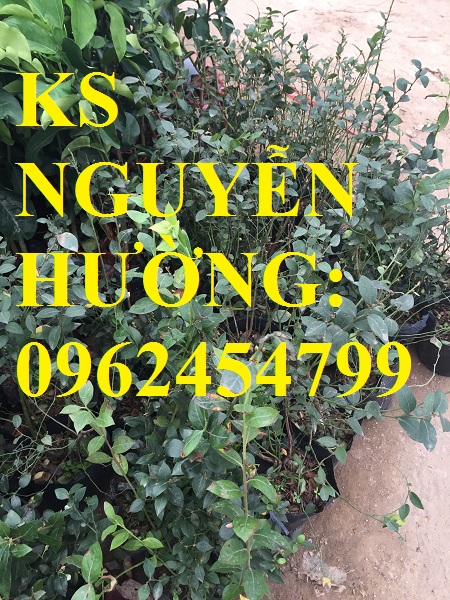 6 Địa chỉ chuyên cung cấp cây giống việt quất, hướng dẫn cách trồng và chăm sóc cây việt quất
