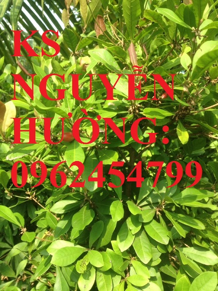 Địa chỉ chuyên cung cấp giống cây thần kỳ, hướng dẫn cách trồng và chăm sóc cây thần kỳ Địa chỉ chuyên cung cấp giống cây thần kỳ, hướng dẫn cách trồng và chăm sóc cây thần kỳ