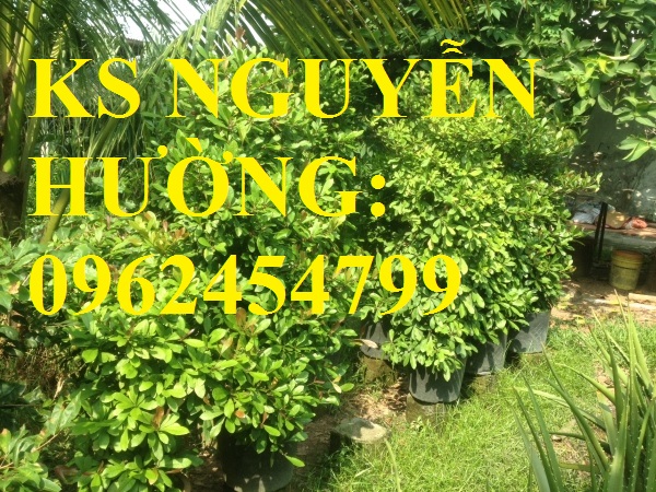 1 Địa chỉ chuyên cung cấp giống cây thần kỳ, hướng dẫn cách trồng và chăm sóc cây thần kỳ 1 Địa chỉ chuyên cung cấp giống cây thần kỳ, hướng dẫn cách trồng và chăm sóc cây thần kỳ