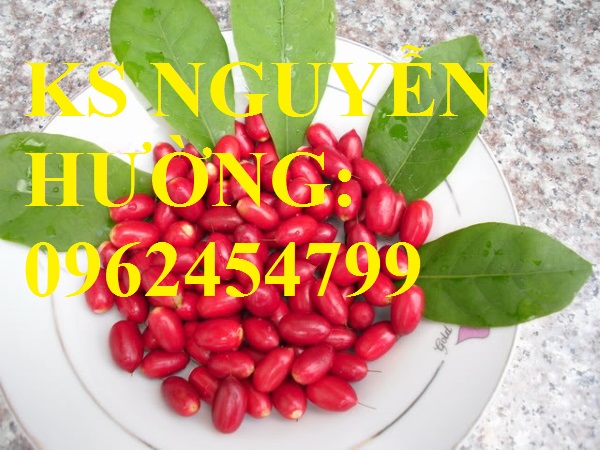 4 Địa chỉ chuyên cung cấp giống cây thần kỳ, hướng dẫn cách trồng và chăm sóc cây thần kỳ 4 Địa chỉ chuyên cung cấp giống cây thần kỳ, hướng dẫn cách trồng và chăm sóc cây thần kỳ