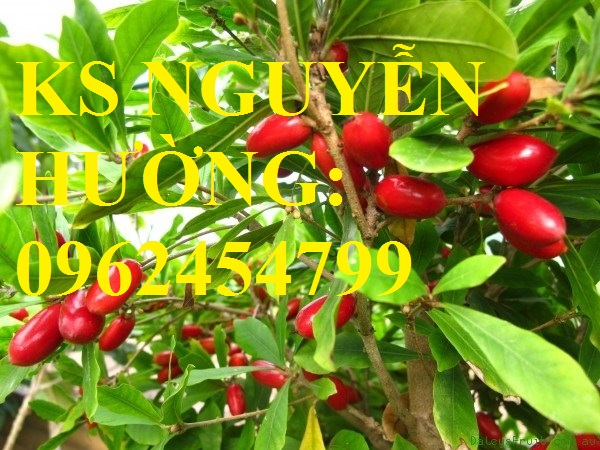 5 Địa chỉ chuyên cung cấp giống cây thần kỳ, hướng dẫn cách trồng và chăm sóc cây thần kỳ 5 Địa chỉ chuyên cung cấp giống cây thần kỳ, hướng dẫn cách trồng và chăm sóc cây thần kỳ