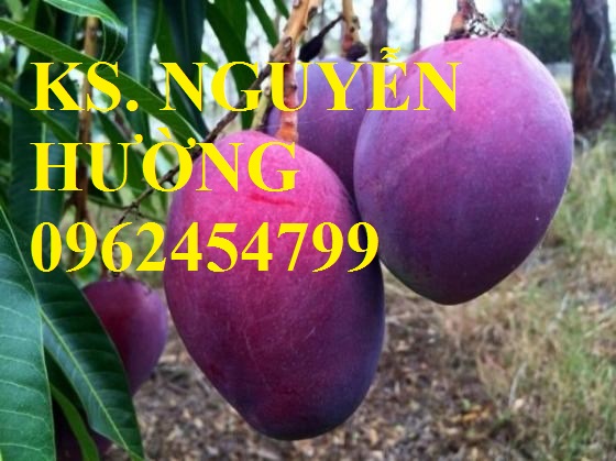 Địa chỉ cung cấp cây giống xoài tím, cây giống ăn quả, giao cây toàn quốc