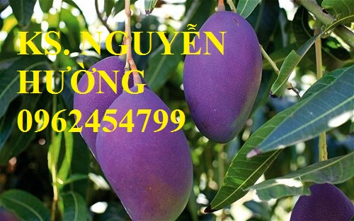 3 Địa chỉ cung cấp cây giống xoài tím, cây giống ăn quả, giao cây toàn quốc