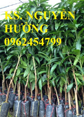 4 Địa chỉ cung cấp cây giống xoài tím, cây giống ăn quả, giao cây toàn quốc