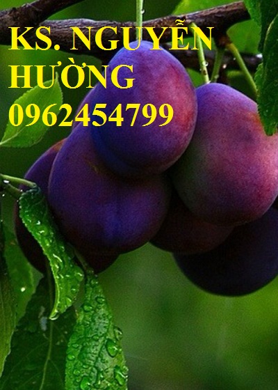 5 Địa chỉ cung cấp cây giống xoài tím, cây giống ăn quả, giao cây toàn quốc