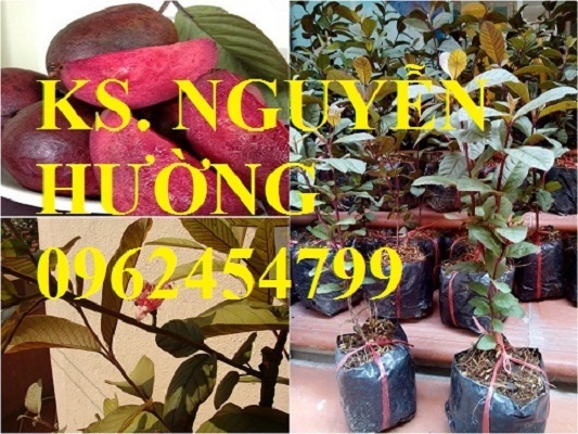 Cung cấp giống cây ổi tím, cây ổi đỏ và các loại giống cây ăn quả khác, giao cây toàn quốc Cung cấp giống cây ổi tím, cây ổi đỏ và các loại giống cây ăn quả khác, giao cây toàn quốc