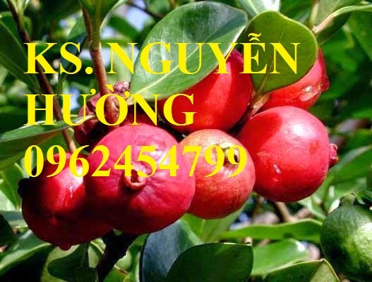1 Cung cấp giống cây ổi tím, cây ổi đỏ và các loại giống cây ăn quả khác, giao cây toàn quốc 1 Cung cấp giống cây ổi tím, cây ổi đỏ và các loại giống cây ăn quả khác, giao cây toàn quốc