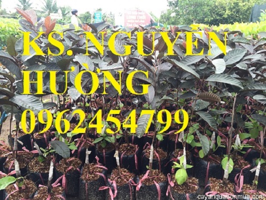 2 Cung cấp giống cây ổi tím, cây ổi đỏ và các loại giống cây ăn quả khác, giao cây toàn quốc 2 Cung cấp giống cây ổi tím, cây ổi đỏ và các loại giống cây ăn quả khác, giao cây toàn quốc
