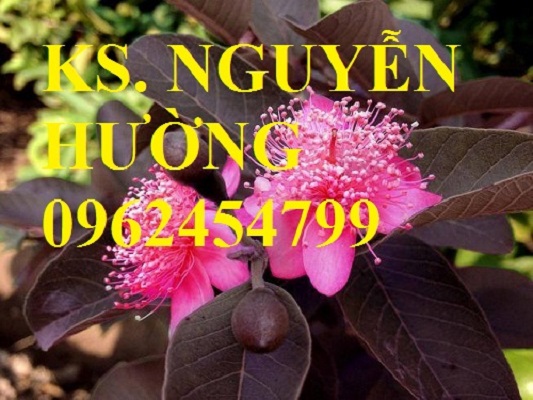 3 Cung cấp giống cây ổi tím, cây ổi đỏ và các loại giống cây ăn quả khác, giao cây toàn quốc 3 Cung cấp giống cây ổi tím, cây ổi đỏ và các loại giống cây ăn quả khác, giao cây toàn quốc