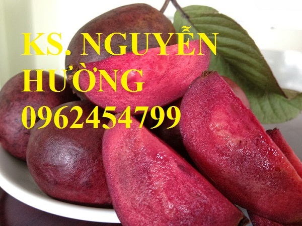 4 Cung cấp giống cây ổi tím, cây ổi đỏ và các loại giống cây ăn quả khác, giao cây toàn quốc 4 Cung cấp giống cây ổi tím, cây ổi đỏ và các loại giống cây ăn quả khác, giao cây toàn quốc