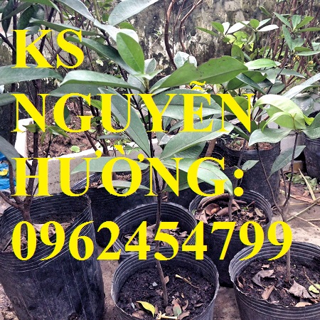 Địa chỉ chuyên cung cấp cây giống cherry brazil, hướng dẫn cách trồng và chăm sóc cây cherry Địa chỉ chuyên cung cấp cây giống cherry brazil, hướng dẫn cách trồng và chăm sóc cây cherry