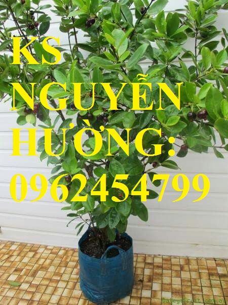 1 Địa chỉ chuyên cung cấp cây giống cherry brazil, hướng dẫn cách trồng và chăm sóc cây cherry 1 Địa chỉ chuyên cung cấp cây giống cherry brazil, hướng dẫn cách trồng và chăm sóc cây cherry