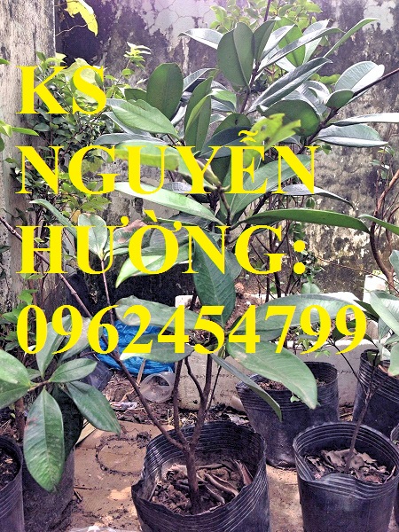 2 Địa chỉ chuyên cung cấp cây giống cherry brazil, hướng dẫn cách trồng và chăm sóc cây cherry 2 Địa chỉ chuyên cung cấp cây giống cherry brazil, hướng dẫn cách trồng và chăm sóc cây cherry