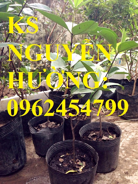 3 Địa chỉ chuyên cung cấp cây giống cherry brazil, hướng dẫn cách trồng và chăm sóc cây cherry 3 Địa chỉ chuyên cung cấp cây giống cherry brazil, hướng dẫn cách trồng và chăm sóc cây cherry