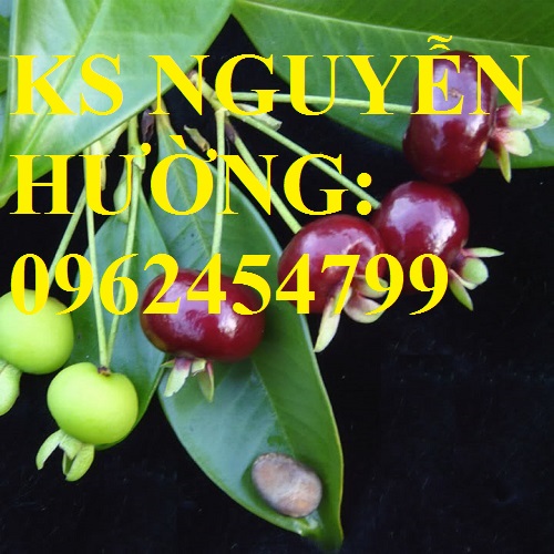 5 Địa chỉ chuyên cung cấp cây giống cherry brazil, hướng dẫn cách trồng và chăm sóc cây cherry 5 Địa chỉ chuyên cung cấp cây giống cherry brazil, hướng dẫn cách trồng và chăm sóc cây cherry