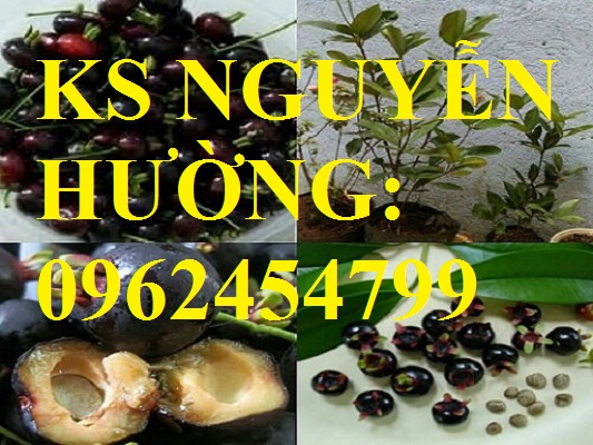 6 Địa chỉ chuyên cung cấp cây giống cherry brazil, hướng dẫn cách trồng và chăm sóc cây cherry 6 Địa chỉ chuyên cung cấp cây giống cherry brazil, hướng dẫn cách trồng và chăm sóc cây cherry