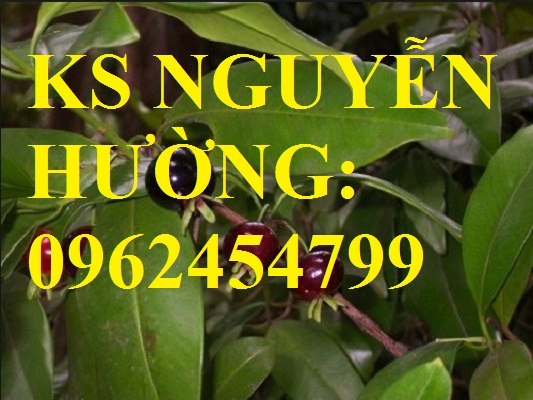 7 Địa chỉ chuyên cung cấp cây giống cherry brazil, hướng dẫn cách trồng và chăm sóc cây cherry 7 Địa chỉ chuyên cung cấp cây giống cherry brazil, hướng dẫn cách trồng và chăm sóc cây cherry