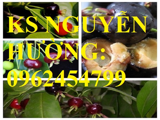 8 Địa chỉ chuyên cung cấp cây giống cherry brazil, hướng dẫn cách trồng và chăm sóc cây cherry 8 Địa chỉ chuyên cung cấp cây giống cherry brazil, hướng dẫn cách trồng và chăm sóc cây cherry