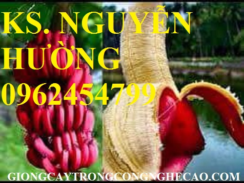 Cung cấp cây giống chuối đỏ đăcca, cây chuối đỏ, giao cây toàn quốc