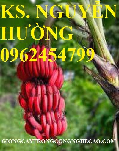 2 Cung cấp cây giống chuối đỏ đăcca, cây chuối đỏ, giao cây toàn quốc