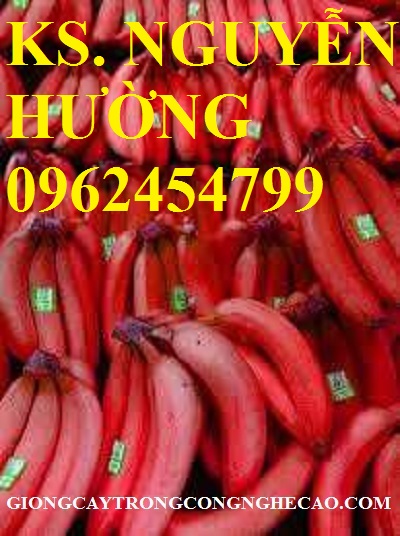 3 Cung cấp cây giống chuối đỏ đăcca, cây chuối đỏ, giao cây toàn quốc