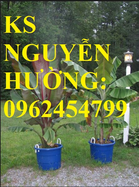 5 Cung cấp cây giống chuối đỏ đăcca, cây chuối đỏ, giao cây toàn quốc