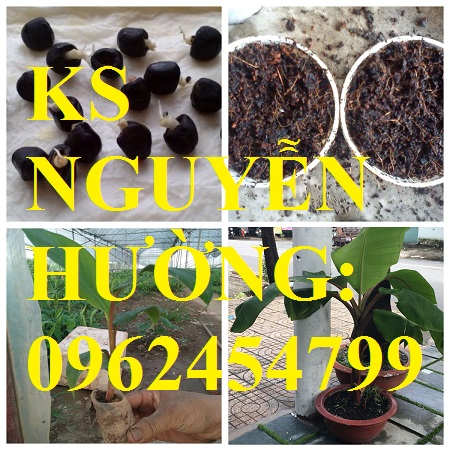 6 Cung cấp cây giống chuối đỏ đăcca, cây chuối đỏ, giao cây toàn quốc