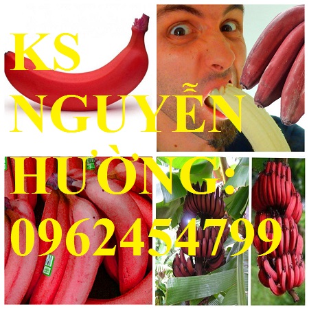 7 Cung cấp cây giống chuối đỏ đăcca, cây chuối đỏ, giao cây toàn quốc