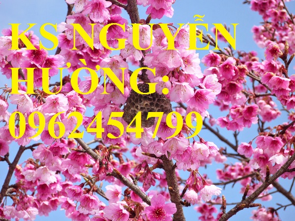 1 Địa chỉ chuyên cung cấp cây giống hoa anh đào, cây hoa anh đào Nhật Bản, giao cây toàn quốc 1 Địa chỉ chuyên cung cấp cây giống hoa anh đào, cây hoa anh đào Nhật Bản, giao cây toàn quốc