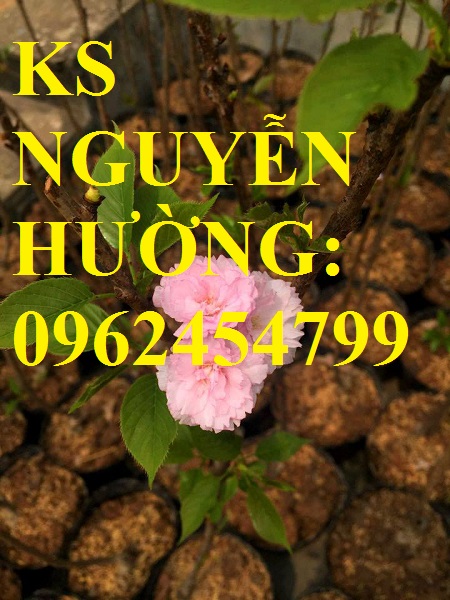 2 Địa chỉ chuyên cung cấp cây giống hoa anh đào, cây hoa anh đào Nhật Bản, giao cây toàn quốc 2 Địa chỉ chuyên cung cấp cây giống hoa anh đào, cây hoa anh đào Nhật Bản, giao cây toàn quốc