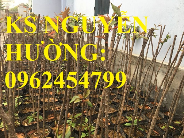 3 Địa chỉ chuyên cung cấp cây giống hoa anh đào, cây hoa anh đào Nhật Bản, giao cây toàn quốc 3 Địa chỉ chuyên cung cấp cây giống hoa anh đào, cây hoa anh đào Nhật Bản, giao cây toàn quốc