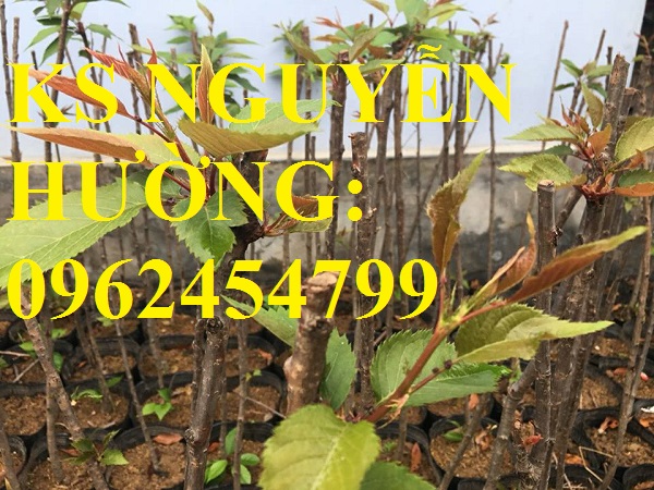 4 Địa chỉ chuyên cung cấp cây giống hoa anh đào, cây hoa anh đào Nhật Bản, giao cây toàn quốc 4 Địa chỉ chuyên cung cấp cây giống hoa anh đào, cây hoa anh đào Nhật Bản, giao cây toàn quốc