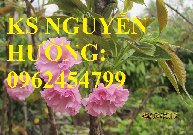 6 Địa chỉ chuyên cung cấp cây giống hoa anh đào, cây hoa anh đào Nhật Bản, giao cây toàn quốc 6 Địa chỉ chuyên cung cấp cây giống hoa anh đào, cây hoa anh đào Nhật Bản, giao cây toàn quốc