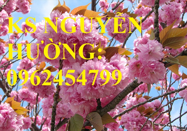 5 Địa chỉ chuyên cung cấp cây giống hoa anh đào, cây hoa anh đào Nhật Bản, giao cây toàn quốc 5 Địa chỉ chuyên cung cấp cây giống hoa anh đào, cây hoa anh đào Nhật Bản, giao cây toàn quốc