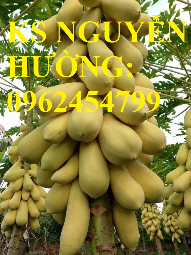 1 Cung cấp cây giống đu đủ vàng lùn, hướng dẫn kỹ thuật trồng cây đu đủ vàng, cung cấp cây toàn quốc 1 Cung cấp cây giống đu đủ vàng lùn, hướng dẫn kỹ thuật trồng cây đu đủ vàng, cung cấp cây toàn quốc