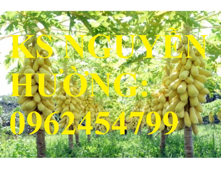 2 Cung cấp cây giống đu đủ vàng lùn, hướng dẫn kỹ thuật trồng cây đu đủ vàng, cung cấp cây toàn quốc 2 Cung cấp cây giống đu đủ vàng lùn, hướng dẫn kỹ thuật trồng cây đu đủ vàng, cung cấp cây toàn quốc