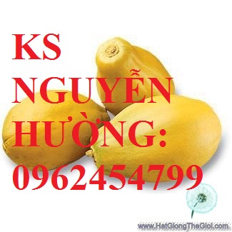 3 Cung cấp cây giống đu đủ vàng lùn, hướng dẫn kỹ thuật trồng cây đu đủ vàng, cung cấp cây toàn quốc 3 Cung cấp cây giống đu đủ vàng lùn, hướng dẫn kỹ thuật trồng cây đu đủ vàng, cung cấp cây toàn quốc