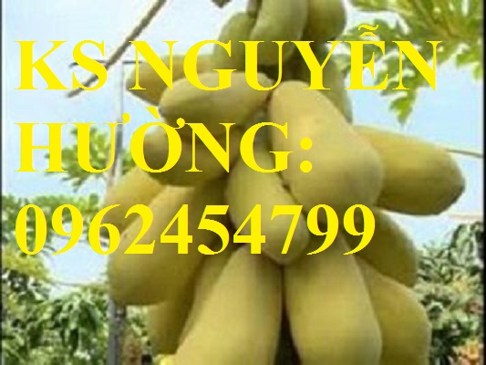 4 Cung cấp cây giống đu đủ vàng lùn, hướng dẫn kỹ thuật trồng cây đu đủ vàng, cung cấp cây toàn quốc 4 Cung cấp cây giống đu đủ vàng lùn, hướng dẫn kỹ thuật trồng cây đu đủ vàng, cung cấp cây toàn quốc