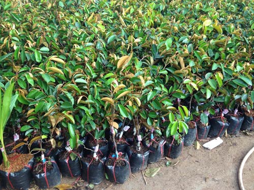 1 Cung cấp cây giống nho thân gỗ, cây nho leo giàn, cung cấp cây giống toàn quốc